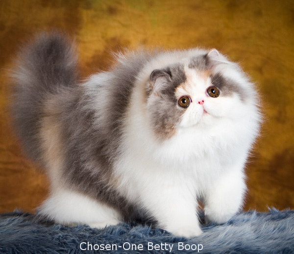 Chosen-One Betty Boop