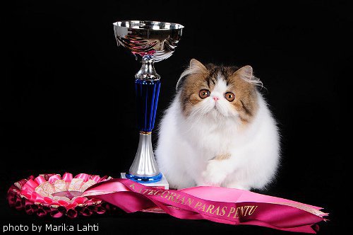 NW Chosen-One Fairytale Fancy