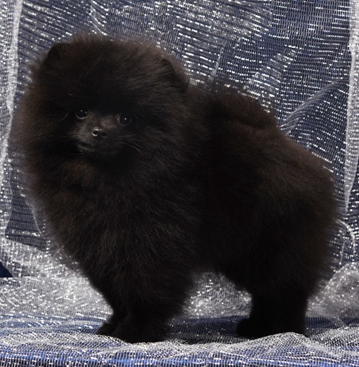 pomeranian