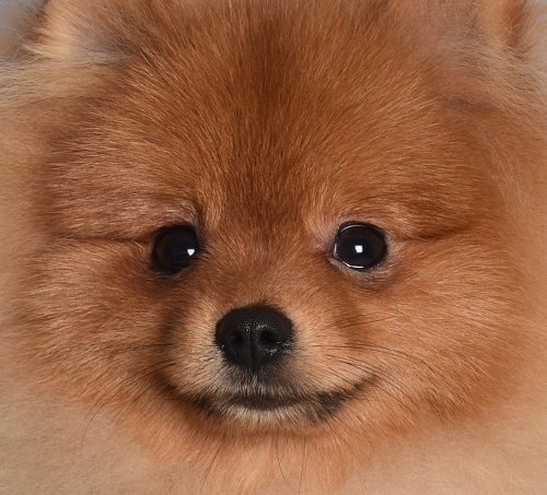 pomeranian