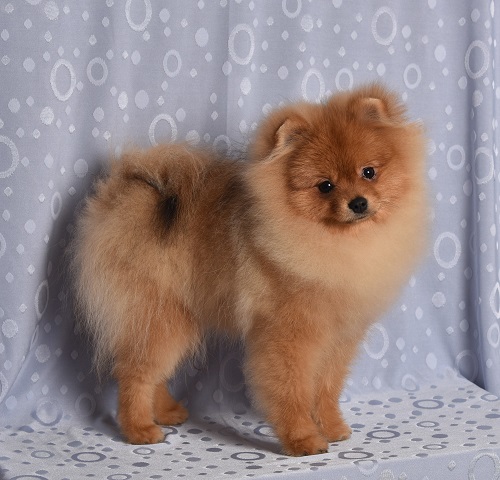 pomeranian