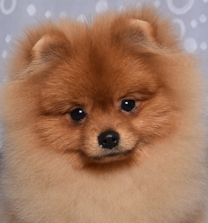 pomeranian
