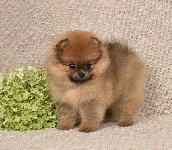 pomeranian pentu