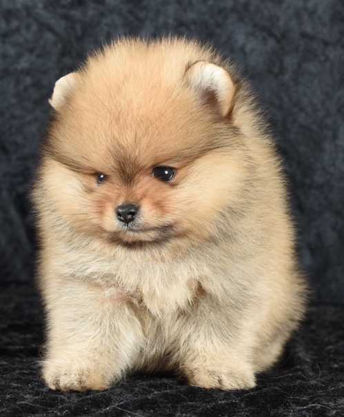 pomeranian