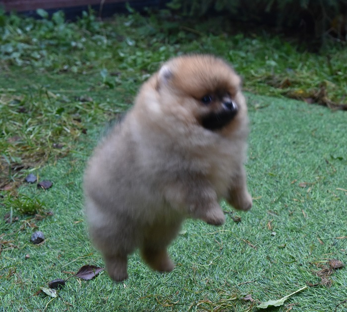 pomeranian pentu