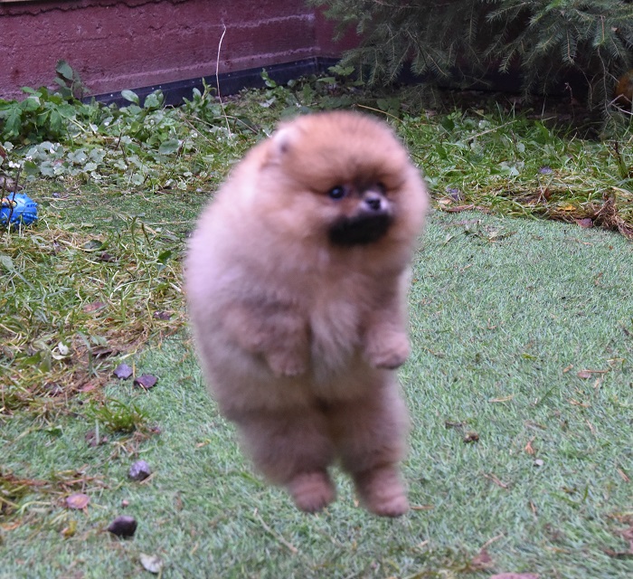 pomeranian pentu