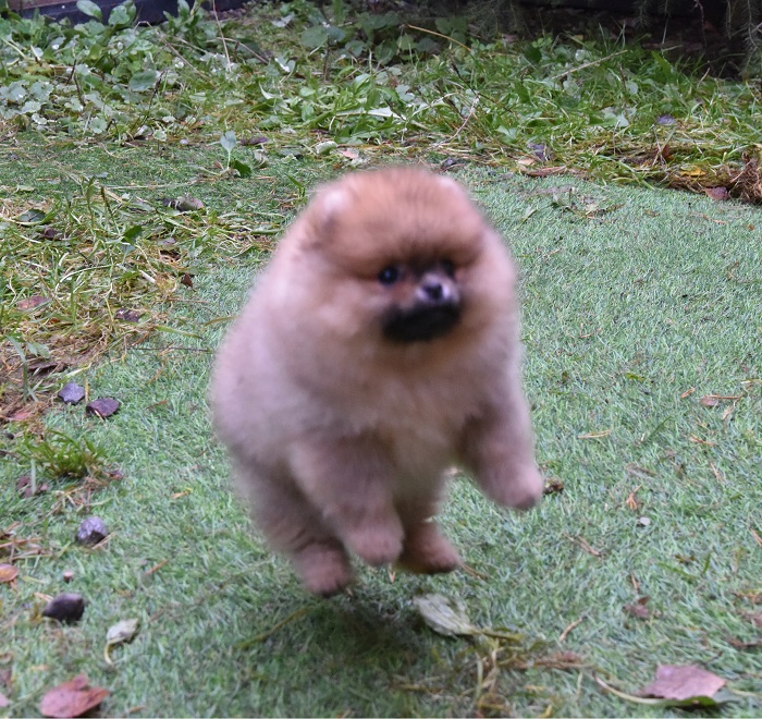 pomeranian pentu