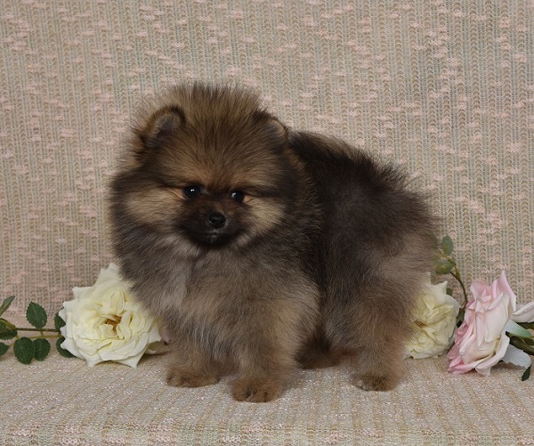 pomeranian pennut
