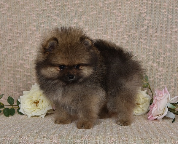 pomeranian pennut