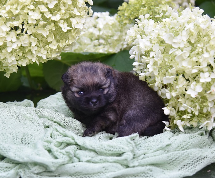 pomeranian pentu