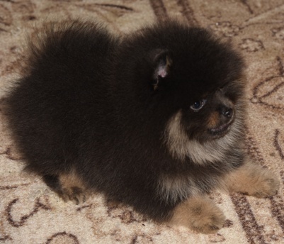 pomeranian