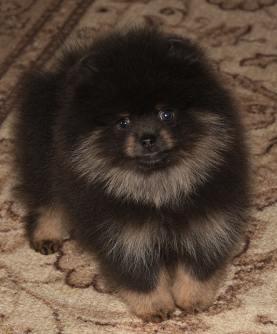 pomeranian