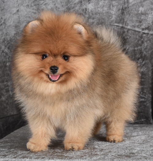 pomeranian