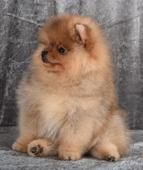 pomeranian