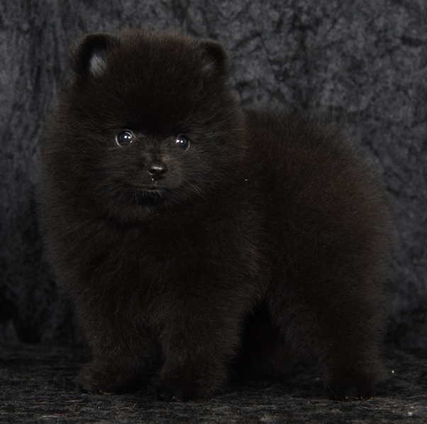 pomeranian