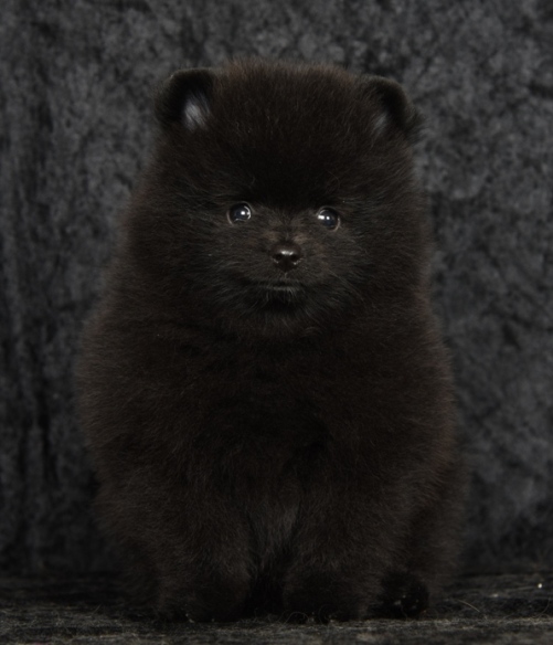 pomeranian