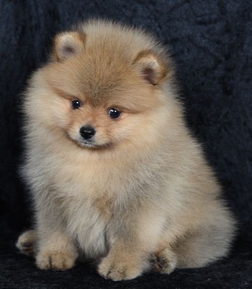 pomeranian