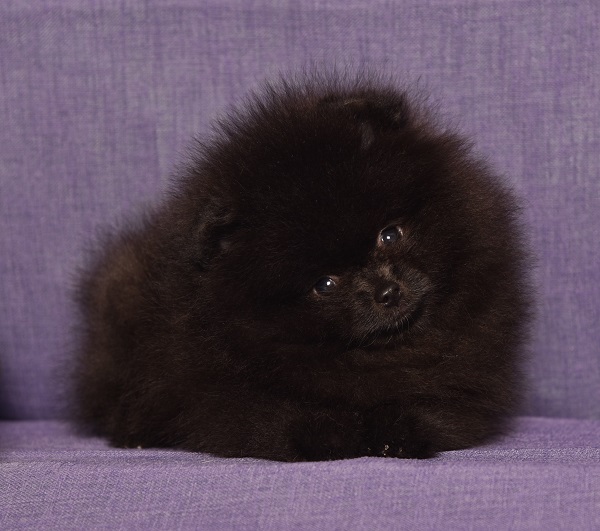 pomeranian pentu