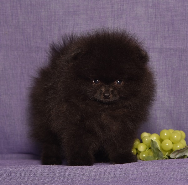 pomeranian pentu
