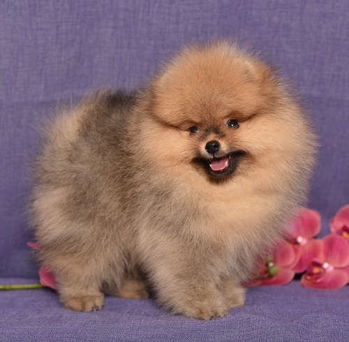 pomeranian pennut