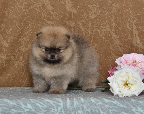 pomeranian pentu