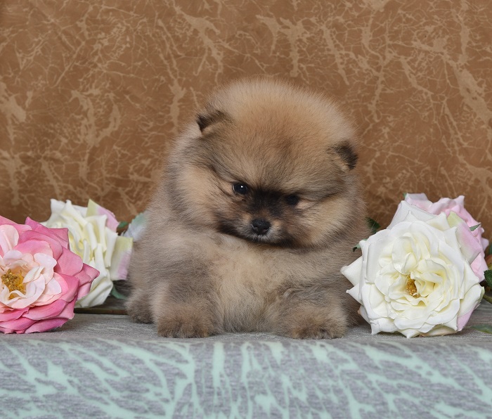 pomeranian pentu