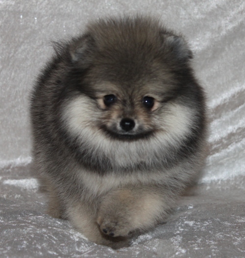 pomeranian pentu