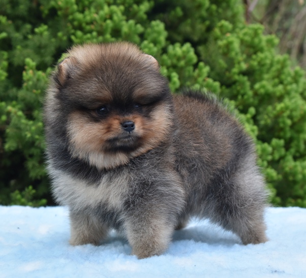 pomeranian