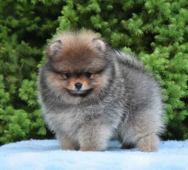 pomeranian