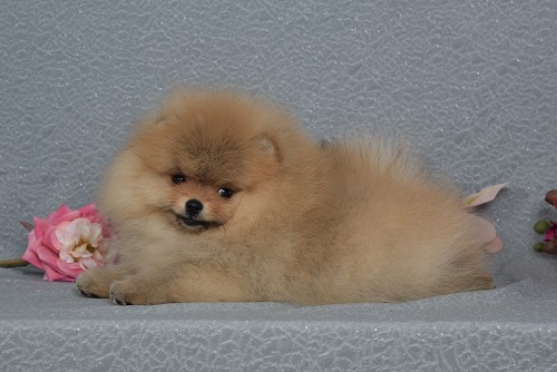 pomeranian pentu