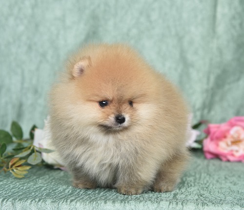 pomeranian pennut