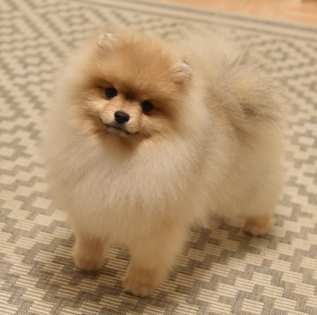 pomeranian
