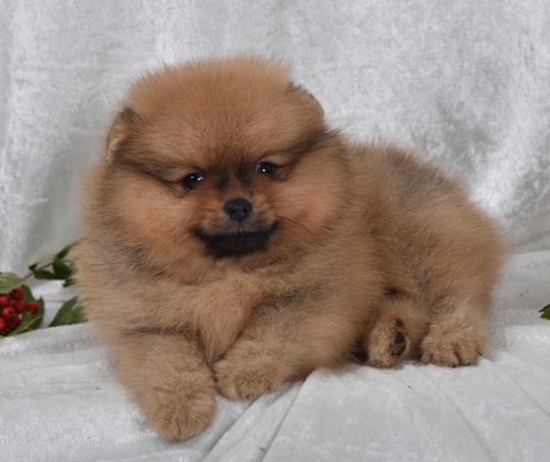 pomeranian pennut