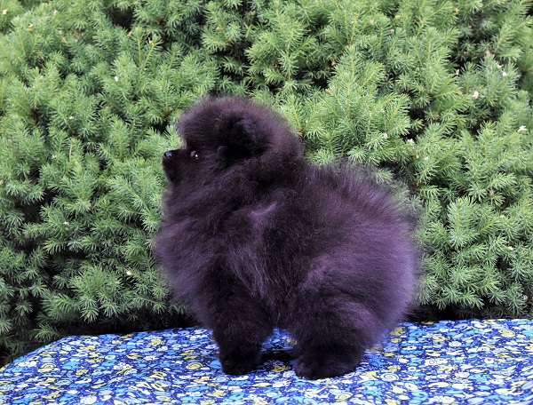 pomeranian pentu