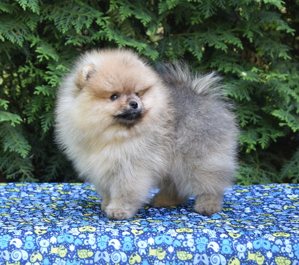 pomeranian pentu