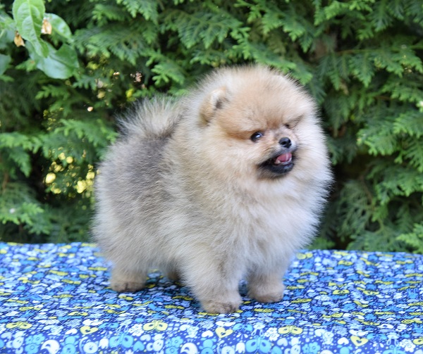 pomeranian pentu