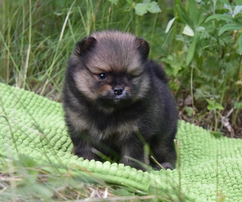 pomeranian pennut